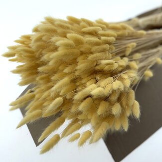Dolce Vita Cream-coloured Lagurus dried flowers | Length ± 65 centimetres | Weight ± 100 grams