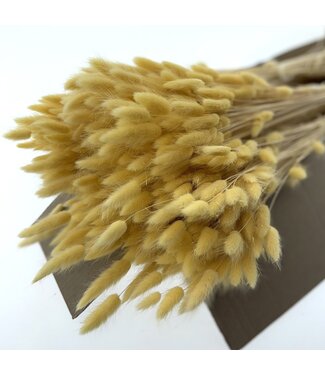 Dolce Vita Cream-coloured Lagurus dried flowers | Length ± 65 centimetres | Weight ± 100 grams