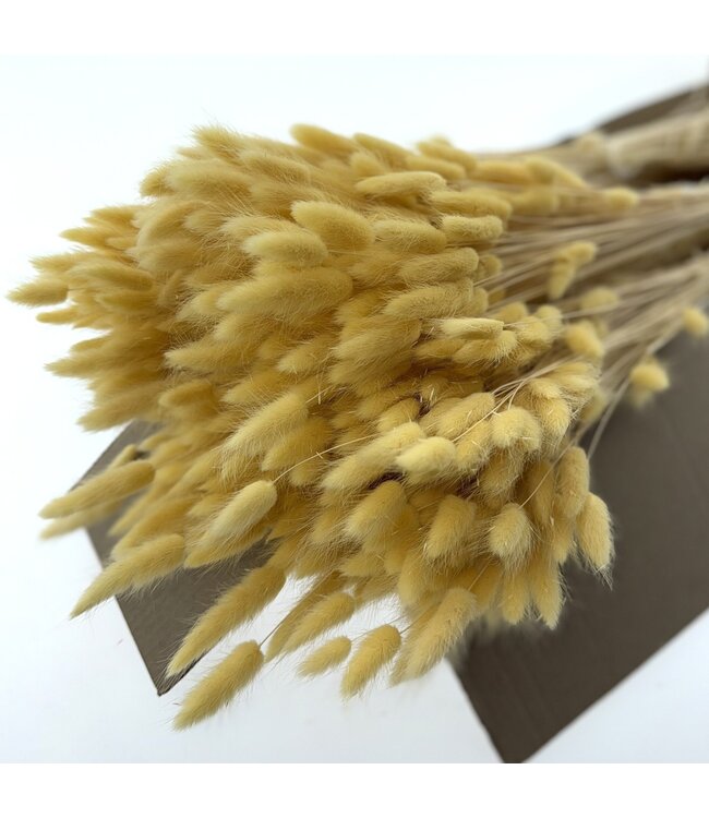 Lagurus séchées couleur crème | Longueur ± 65 centimètres | Poids ± 100 grammes