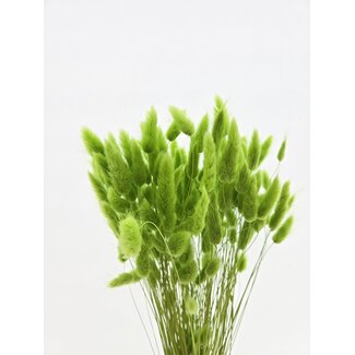 Dolce Vita Lichtgroene Lagurus droogbloemen | Lengte ± 65 centimeter | Gewicht ± 100 gram