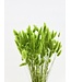 Light green Lagurus dried flowers | Length ± 65 centimetres | Weight ± 100 grams