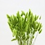 Hellgrüne Lagurus Trockenblumen | Länge ± 65 Zentimeter | Gewicht ± 100 Gramm