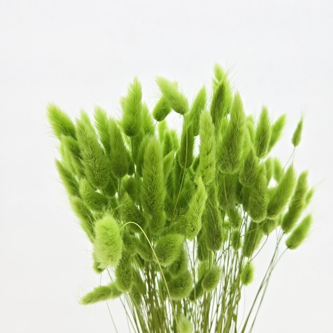 Hellgrüne Lagurus Trockenblumen | Länge ± 65 Zentimeter | Gewicht ± 100 Gramm