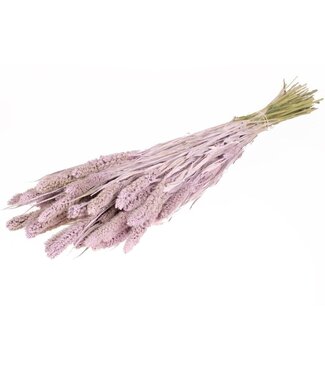 Dutch Dried Lilac Misty Setarea Trockenblumen | Länge ± 70 Zentimeter | Gewicht ± 150 Gramm