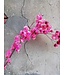 Cherry-coloured Bougainvillea dried flowers | Length ± 45 centimetres | Weight ± 35 grams