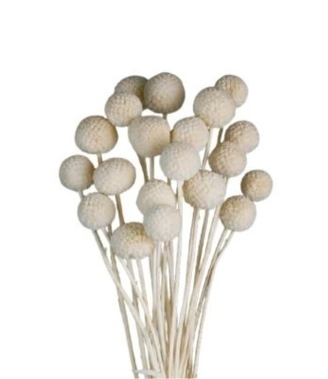 White bleached Craspedia dried flowers | Length ± 50 centimetres | Per 20 stems