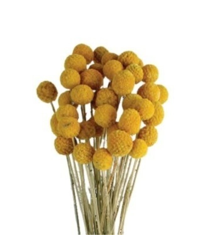 Natural yellow Craspedia dried flowers | Length ± 50 centimetres | Per 40 stems