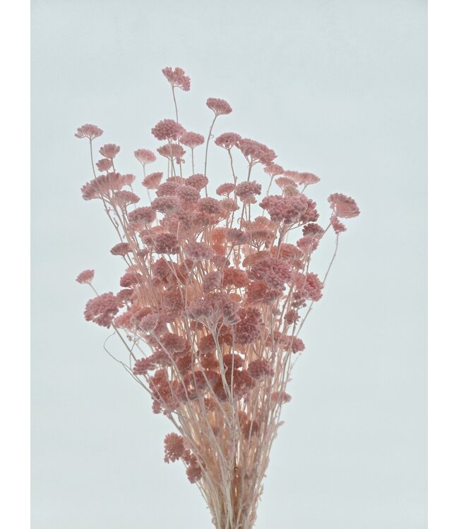 Pink bleached Achillea Silvestre dried flowers | Length ± 65 centimetres | Weight ± 175 grams