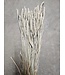 Soft White Triticum - Weizentrockenblumen | Länge ± 70 Zentimeter | Gewicht ± 175 Gramm