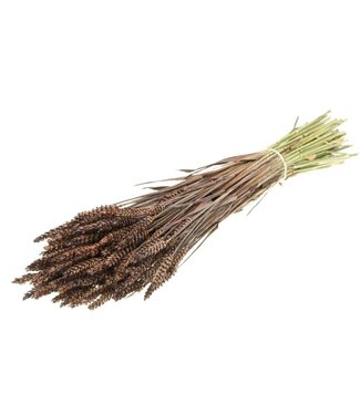 Dutch Dried Triticum brun - Blé fleurs séchées | Longueur ± 70 centimètres | Poids ± 175 grammes