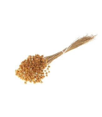 Dutch Dried Naturelle Hill Flowers Trockenblumen | Länge ± 45 Zentimeter | Gewicht ± 100 Gramm