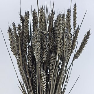 Dutch Dried Grey Misty Triticum - Weizen Trockenblumen | Länge ± 70 Zentimeter | Gewicht ± 175 Gramm