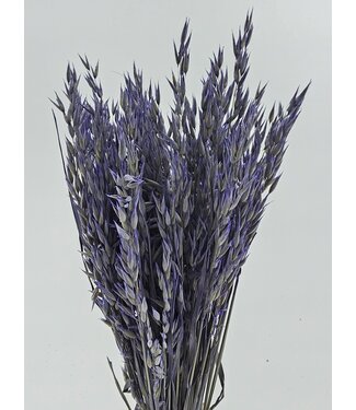 Dutch Dried Lila Avena Haver droogbloemen | Lengte ± 70 centimeter | Gewicht 150 gram