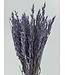 Lila Avena Haver fleurs séchées | Longueur ± 70 centimètres | Poids 150 grammes