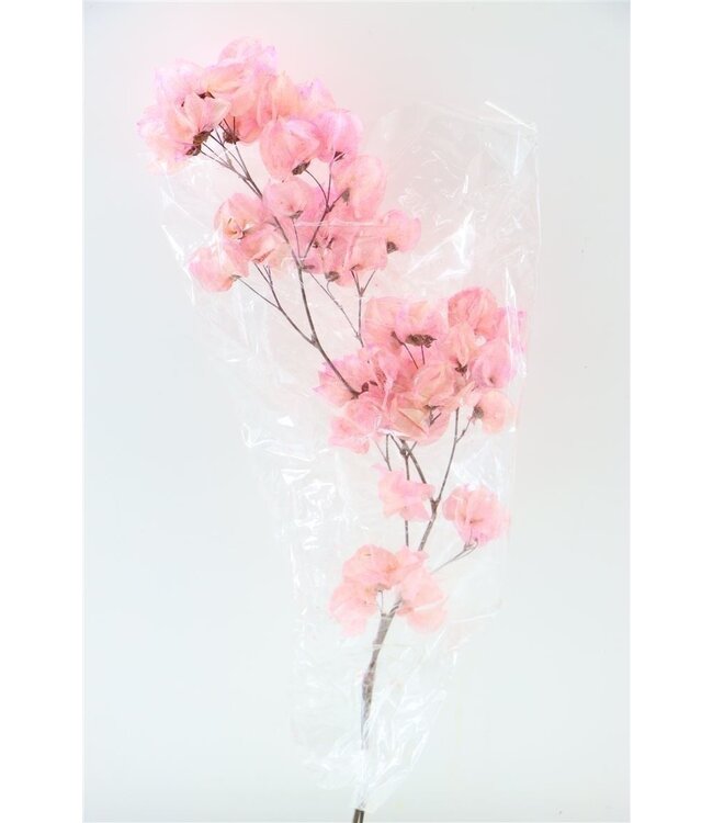 Bougainvilliers séchés rose clair | Longueur ± 45 centimètres | Poids ± 35 grammes