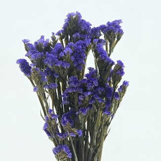 Casa Alegria Paarse Statice Sinuata gepreserveerde bloemen  | Lengte ± 65 centimeter | Gewicht ± 75 gram