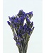 Statice Sinuata violet fleurs préservées | Longueur ± 65 centimètres | Poids ± 75 grammes