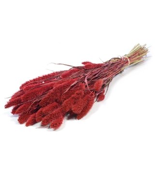 Dutch Dried Rote Setarea Trockenblumen | Länge ± 70 Zentimeter | Gewicht ± 150 Gramm