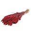 Setarea séchée rouge | Longueur ± 70 centimètres | Poids ± 150 grammes