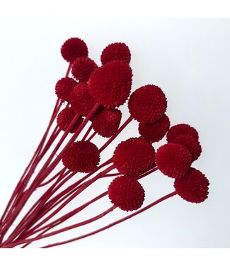 Casa Alegria Rote Craspedia Trockenblumen | Länge ± 50 Zentimeter | Pro 20 Stiele