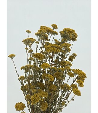 Casa Alegria Naturel gele Achillea Silvestre droogbloemen | Lengte ± 65 centimeter | Gewicht ± 175 gram