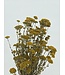 Achillea Silvestre séchée naturelle | Longueur ± 65 centimètres | Poids ± 175 grammes