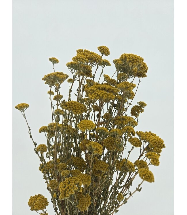 Natürliche gelbe Achillea Silvestre Trockenblumen | Länge ± 65 Zentimeter | Gewicht ± 175 Gramm