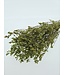 Limonium vert Diamond Fleurs préservées | Longueur ± 65 centimètres | Poids ± 100 grammes