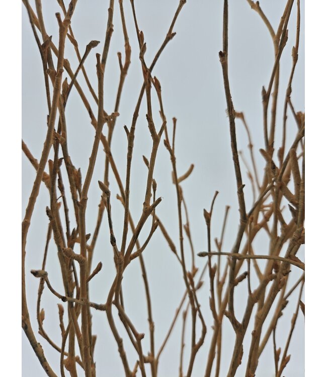 Branches de bouleau couleur saumon | Longueur ± 60 centimètres | Par 10 branches