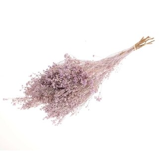 Dutch Dried Lila Broom Bloom Trockenblumen | Länge ± 60 Zentimeter | Gewicht 100 Gramm
