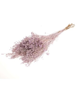 Dutch Dried Lila Broom Bloom fleurs séchées | Longueur ± 60 centimètres | Poids 100 grammes