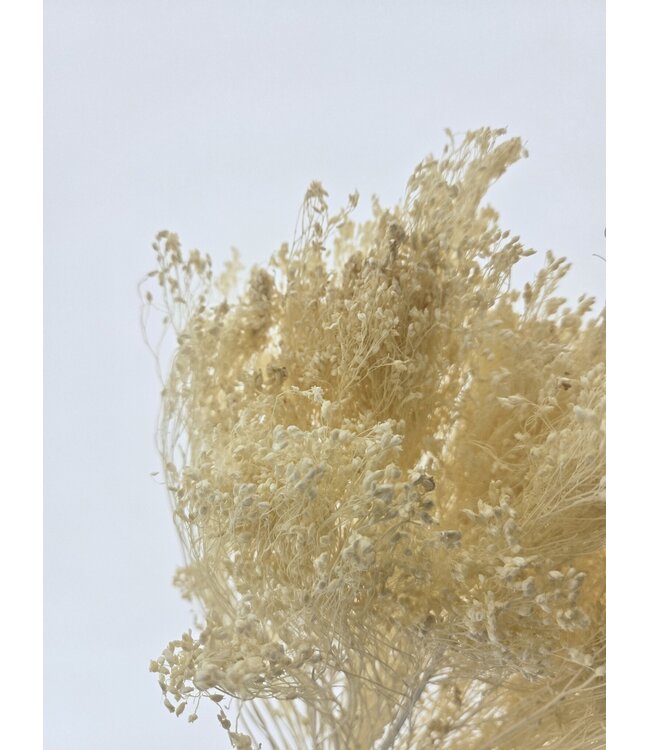 Fleurs séchées Broom Bloom couleur champagne | Longueur ± 45 centimètres | Poids 100 grammes