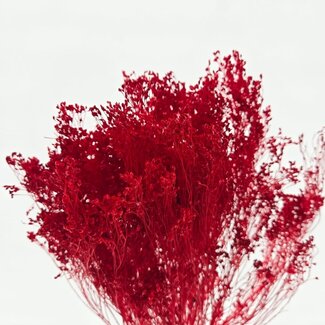 Dolce Vita Broom Bloom séchées rouge foncé | Longueur ± 45 centimètres | Poids 100 grammes