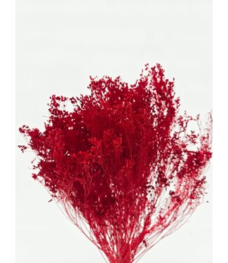 Dolce Vita Broom Bloom séchées rouge foncé | Longueur ± 45 centimètres | Poids 100 grammes