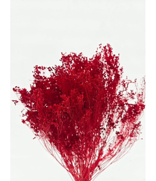 Dark Red Broom Bloom Dried Flowers | Length ± 45 centimetres | Weight 100 grams