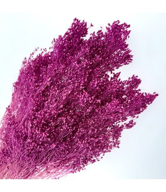 Casa Alegria Dark Pink Broom Bloom Dried Flowers | Length ± 50 centimetres | Weight 100 grams