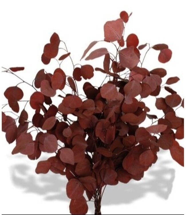 Eucalyptus Populus Rouge | Préservé |  | Longueur ± 60 centimètres | Poids ± 150 grammes