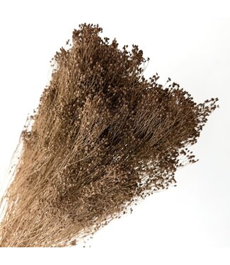 Casa Alegria Hellbraune Broom Bloom Trockenblumen | Länge ± 50 Zentimeter | Gewicht 100 Gramm