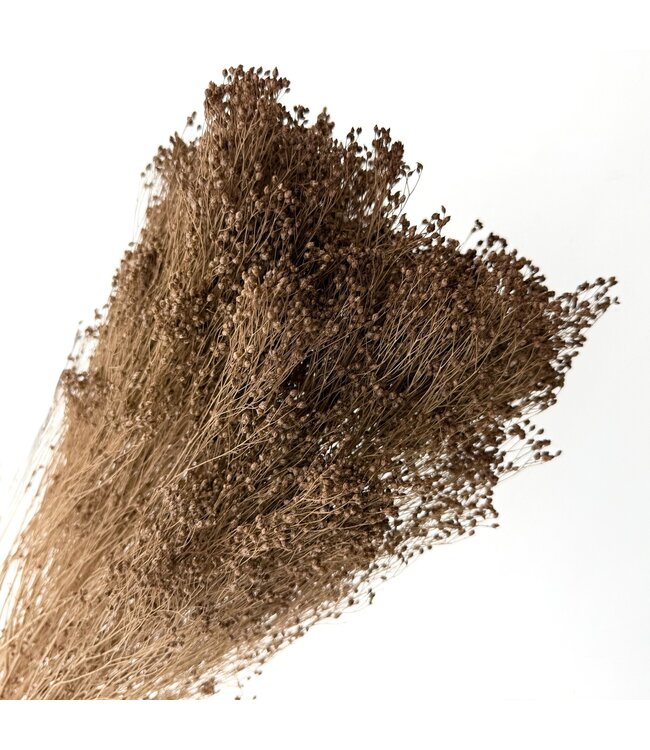 Broom Bloom séchées brun clair | Longueur ± 50 centimètres | Poids 100 grammes