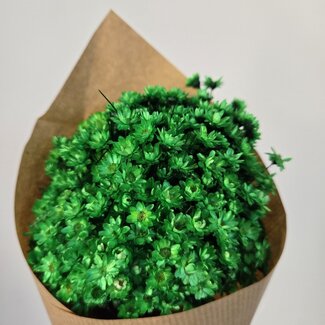 Casa Alegria Glixia séchées d'un vert intense | Longueur ± 50 centimètres | Poids ± 50 grammes