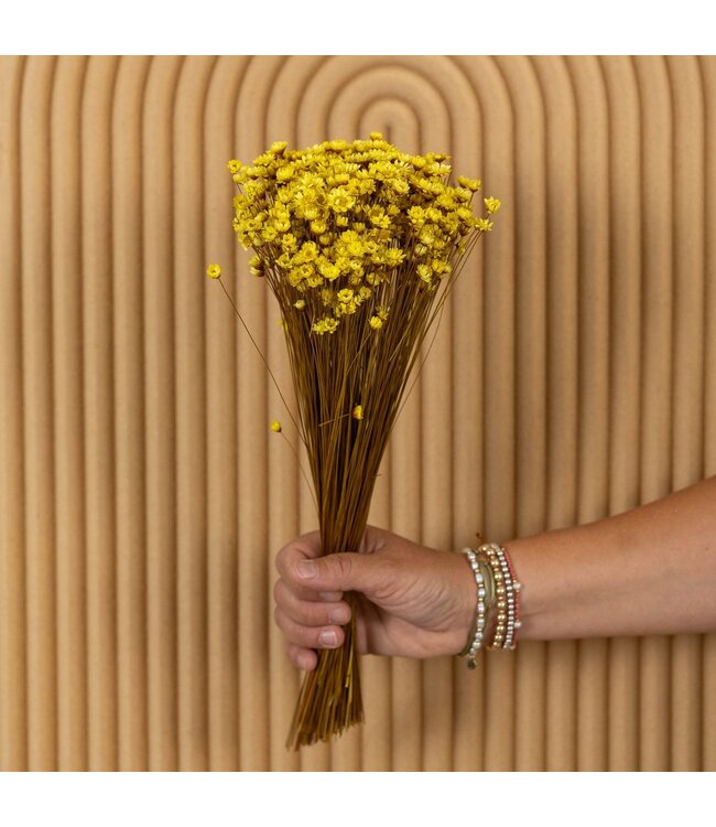 Glixia séchées jaunes | Longueur ± 50 centimètres | Poids ± 50 grammes