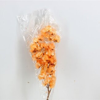 Dutch Dried Zalmkleurige Bougainvillea droogbloemen | Lengte ± 45 centimeter | Gewicht ± 35 gram