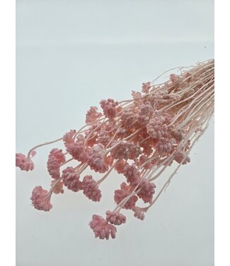 Casa Alegria Pink bleached Lonas Annua dried flowers | Length ± 50 centimetres | Weight ± 100 grams