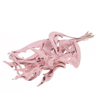 Dutch Dried Pink dried Strelitzia leaves | Length ± 70 centimetres | Per 10 stems