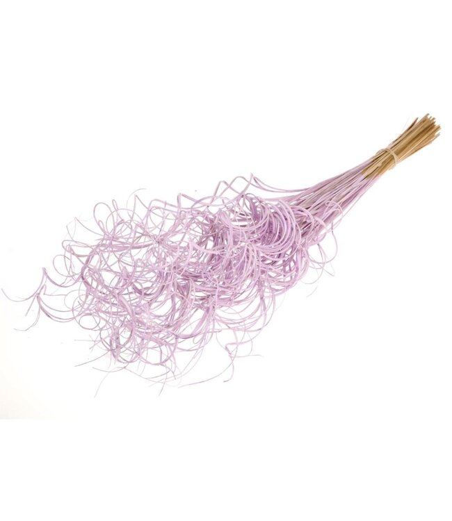 Ting Ting Curly Lilas fleurs séchées | Longueur ± 60 centimètres | Poids ± 100 grammes