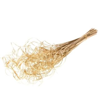 Dutch Dried Goudkleurige Curly Ting Ting droogbloemen | Lengte ± 60 centimeter | Gewicht ± 100 gram