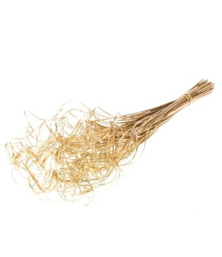 Dutch Dried Goudkleurige Curly Ting Ting droogbloemen | Lengte ± 60 centimeter | Gewicht ± 100 gram