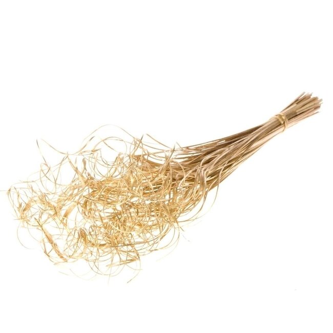 Goldfarbene Curly Ting Ting Trockenblumen | Länge ± 60 Zentimeter | Gewicht ± 100 Gramm