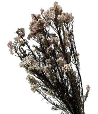 Casa Alegria Fleurs de riz blanches préservées | Longueur ± 70 centimètres | Poids ± 100 grammes