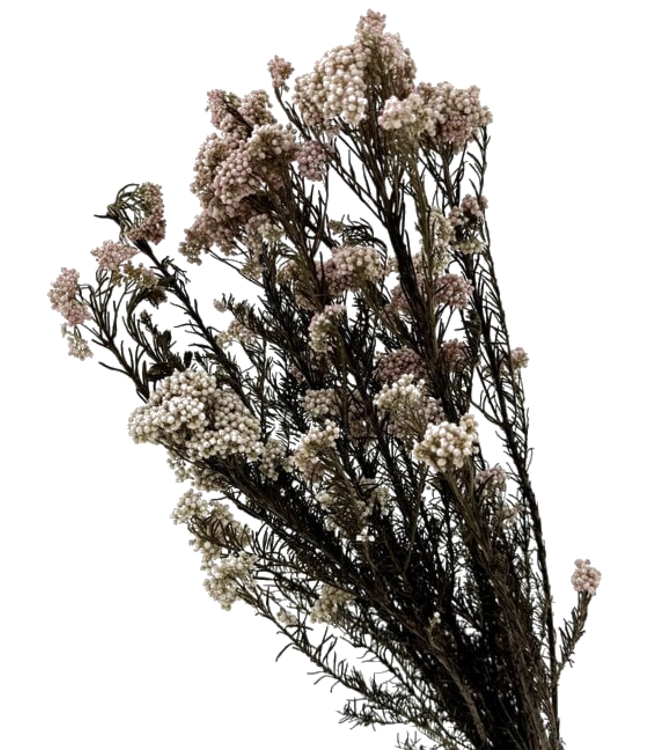 Fleurs de riz blanches préservées | Longueur ± 70 centimètres | Poids ± 100 grammes